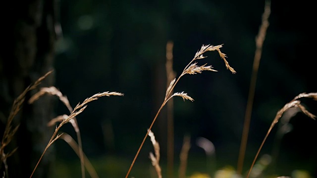 清晨，美丽的夏日森林里的干草视频素材