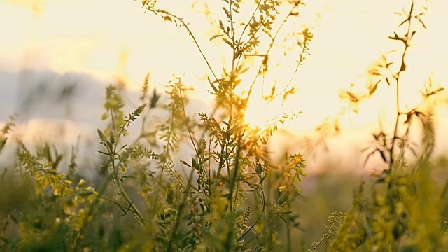 草花在夕阳下的田野里，在阳光下视频素材