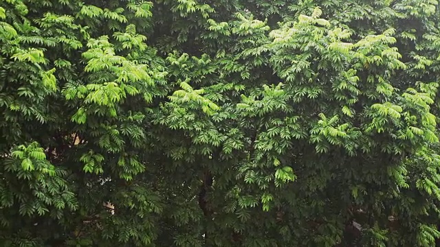 热带雨降雨;现场的声音;替身拍摄;视频素材