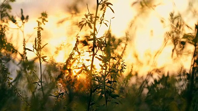 草花在夕阳下的田野里，在阳光下视频素材