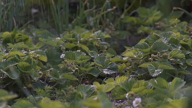 用喷壶浇植物。草莓浇水。视频素材