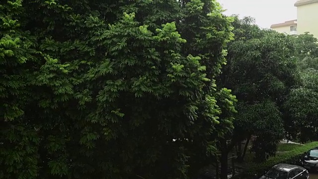 热带雨降雨;替身拍摄;视频素材