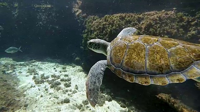 红海龟加勒比海珊瑚礁视频素材