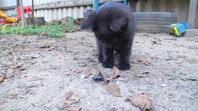 好奇的小猫嗅着一只甲虫视频下载