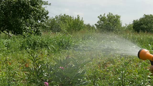 在家花园里浇花。水从喷壶里泼洒出来。视频素材