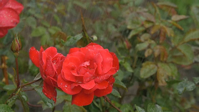 绿底雨点下，红花绽放视频素材