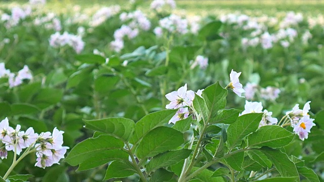 马铃薯植株开花，滑块。视频素材