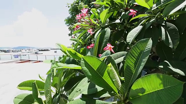 鸡蛋花树随风摇摆;替身特写视频素材