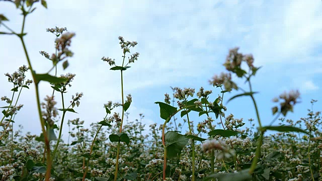 夏季荞麦花在风和蓝天的背景视频素材