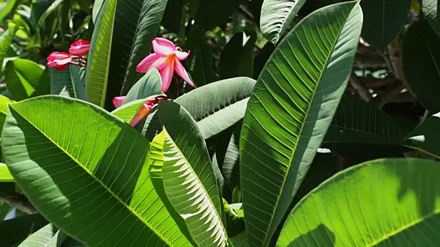 鸡蛋花树随风摇摆;替身特写视频素材