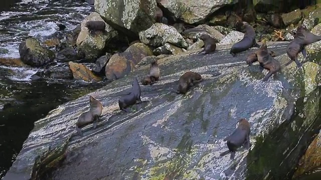 岩石海岸上的塔斯曼海海豹群视频素材