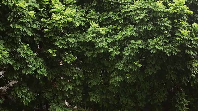 热带雨降雨;替身拍摄;视频素材