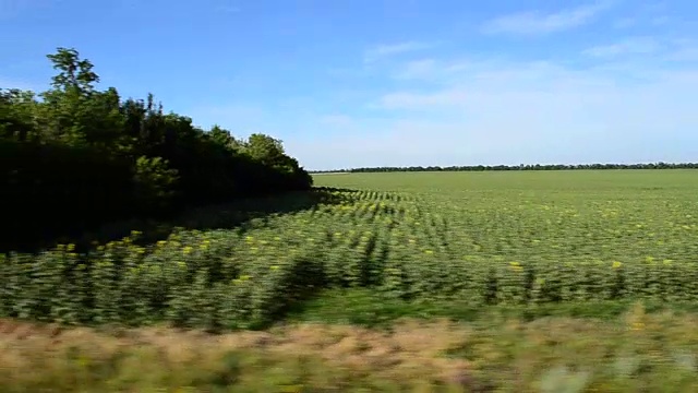 从火车上看到的田野。视频素材