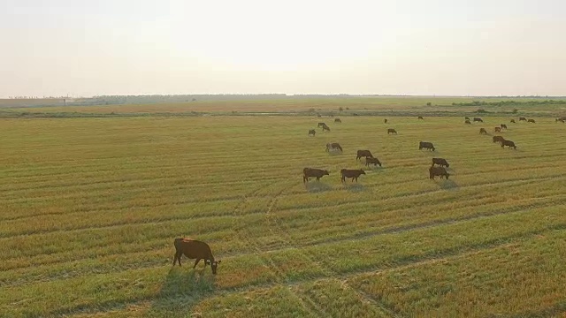 鸟瞰图牛群群在美丽的牧场上慢慢地走着视频素材