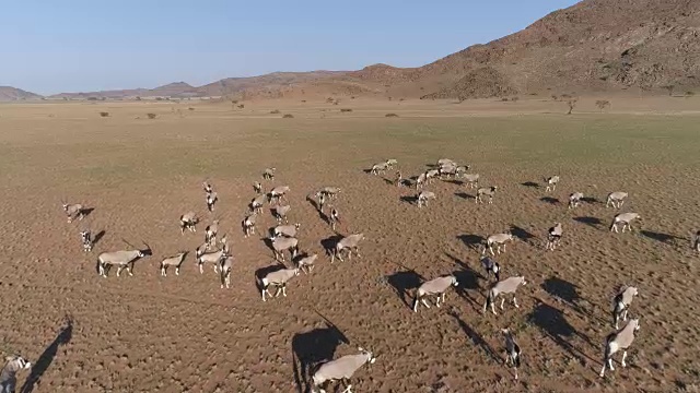 从空中俯瞰纳米布沙漠中的大羚羊视频素材