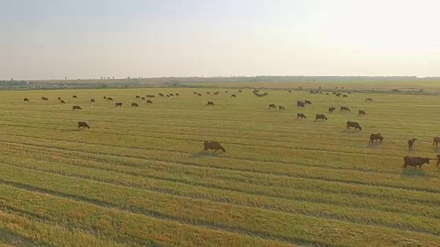 鸟瞰图牛群群在美丽的牧场上慢慢地走着视频素材