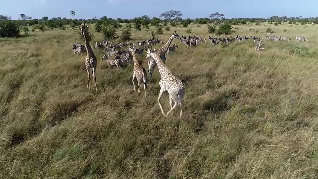 空中特写的斑马和长颈鹿在奥卡万戈三角洲的草原视频素材