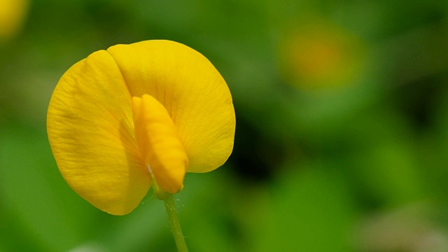 特写花生像草坪一样生长视频素材