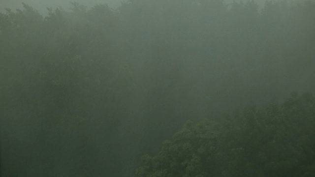 大雨，狂风摇晃着树枝。视频素材