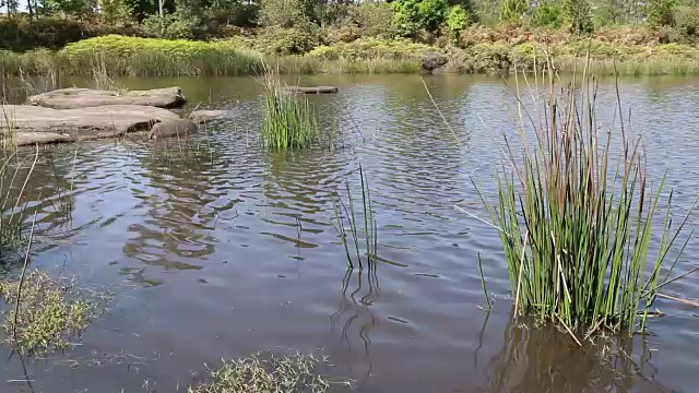 芦苇和水中的植物视频素材