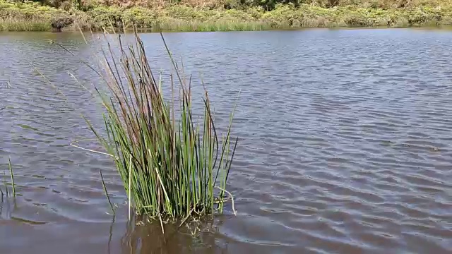 芦苇和水中的植物视频素材