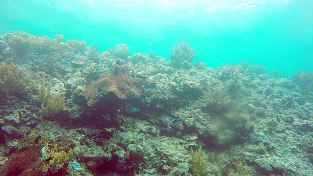 水下的热带海洋景观，不同颜色的鱼和珊瑚视频素材