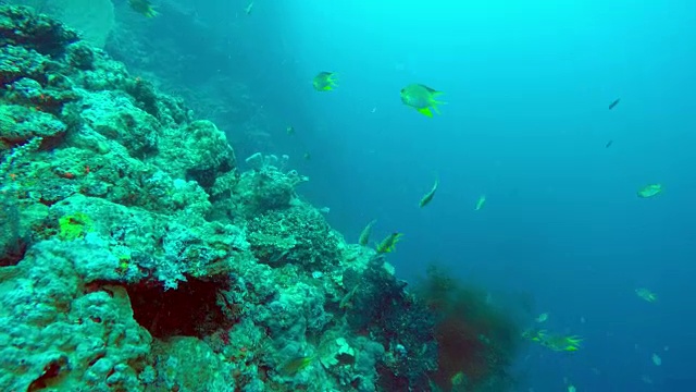 水下的热带海洋景观，不同颜色的鱼和珊瑚视频素材