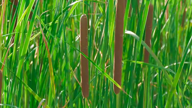 绿色的芦苇,特写视频素材