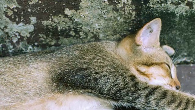 猫躺在地板上，而男人的手在它身上抓和摸视频素材