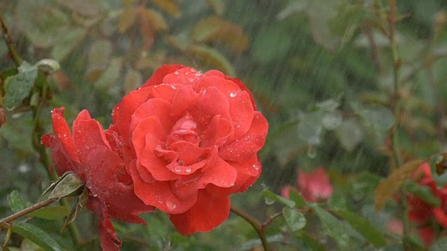 花红玫瑰在雨滴下，在绿色的背景视频素材