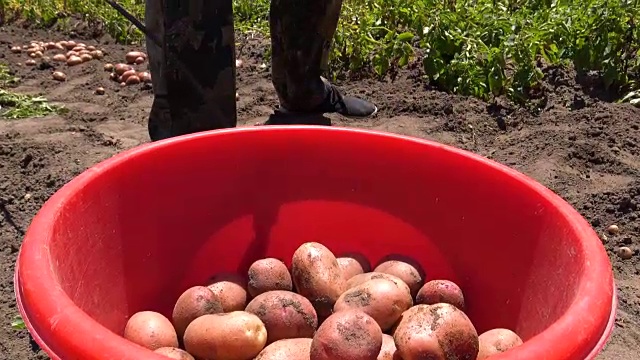 用塑料桶收割土豆视频下载