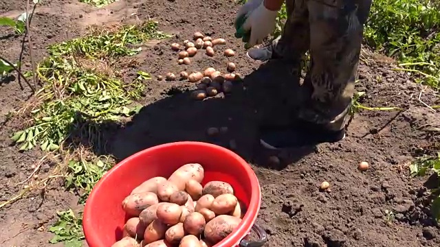 园丁收获天然土豆视频下载