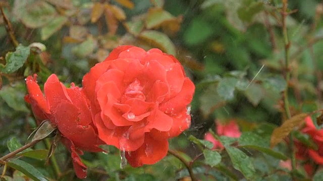 雨点下一朵美丽的红玫瑰。视频素材