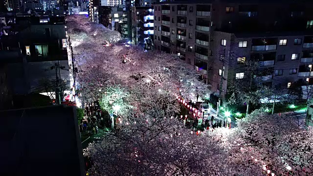 傍晚的樱桃树视频素材