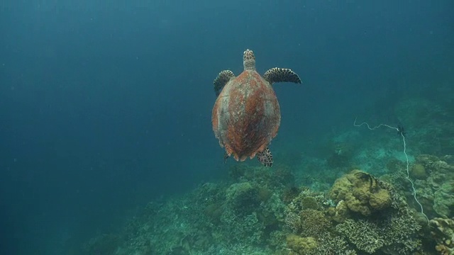 水下海龟视频素材