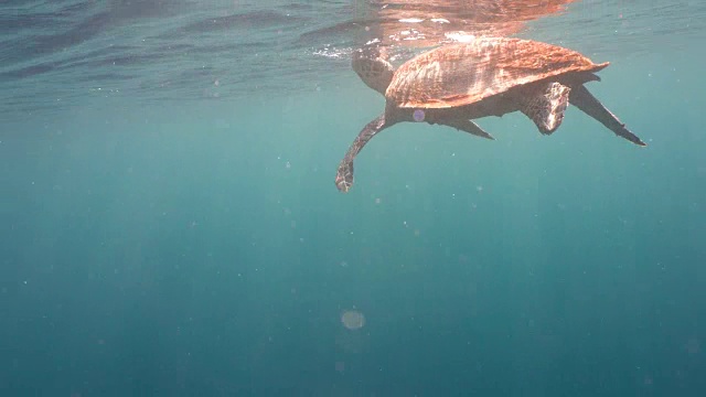 水下海龟视频素材