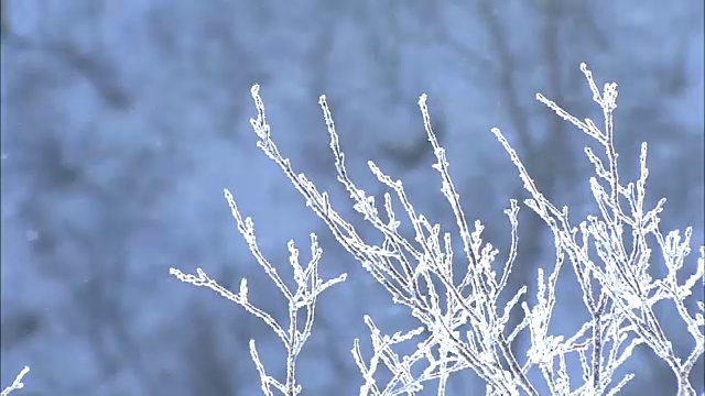 日本北海道马寿湖沿岸的雾凇视频素材