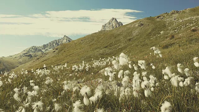 田园诗般的山景，盛开的绿色草地，慢镜头视频素材