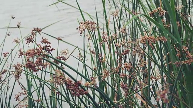 芦苇和河流的场景。视频素材