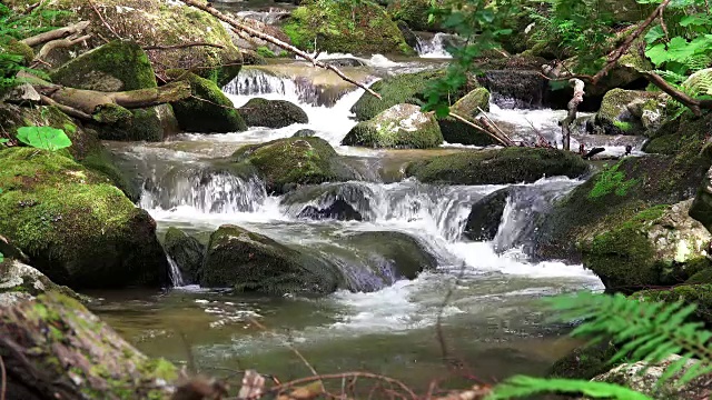 惊人的山溪在森林，生态背景，声音包括视频素材