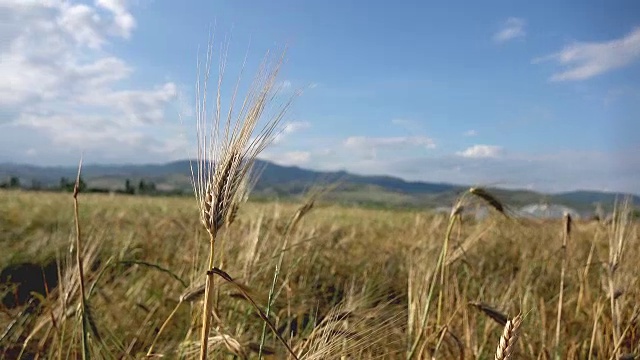 麦穗在微风中摇曳视频素材