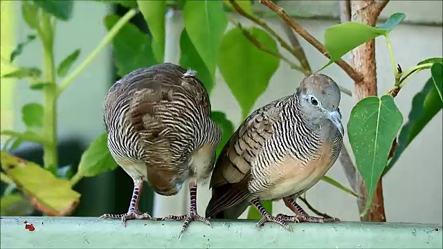 野生斑马鸽(Geopelia striata Bird)夫妇在一个有风的日子并排整理阳台，曼谷，泰国视频素材