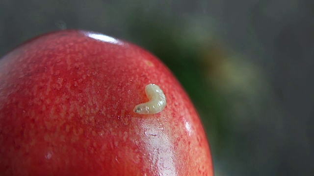 水果虫在新鲜，成熟，多汁的樱桃，极端特写视频素材