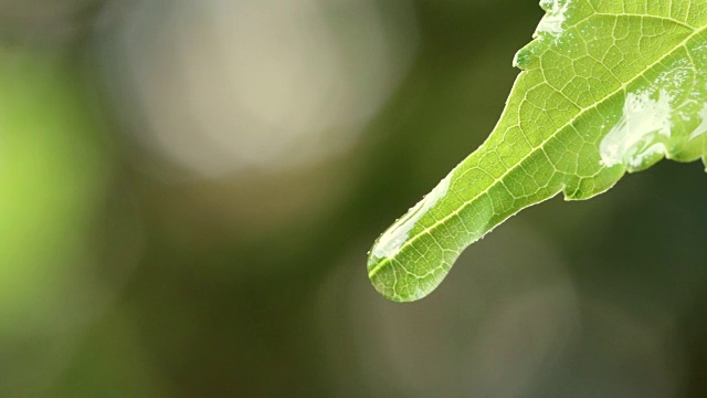 水珠以清新的绿叶为背景，近距离的露珠从树叶上落下视频素材