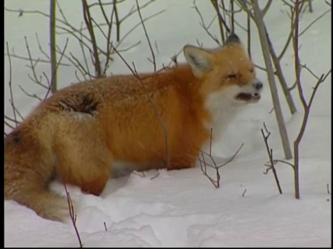 白雪上的红狐，阿尔冈昆省公园，安大略省，加拿大视频素材