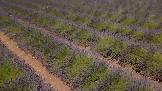 航拍4K:飞越法国南部薰衣草田视频素材