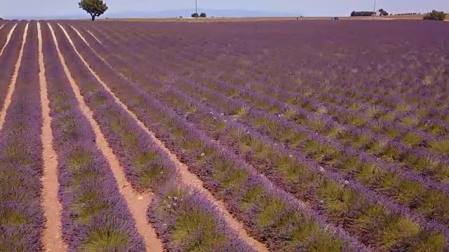 航拍4K:飞越法国南部薰衣草田视频素材