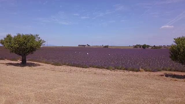 航拍4K:飞越法国南部薰衣草田视频素材