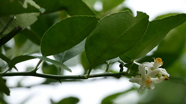 酸橙花视频素材