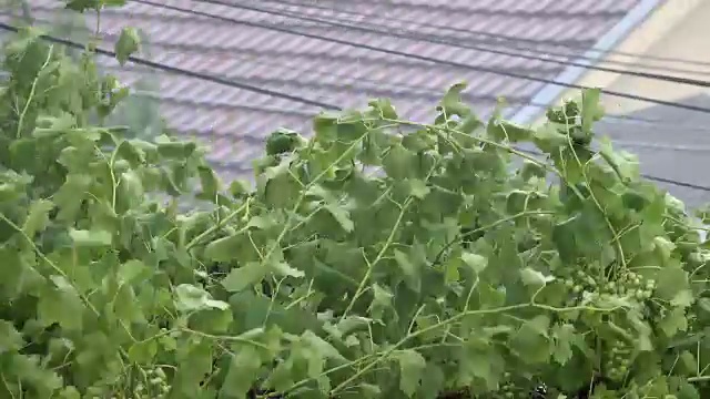 暴风雨显示树木被强风吹的观点视频素材